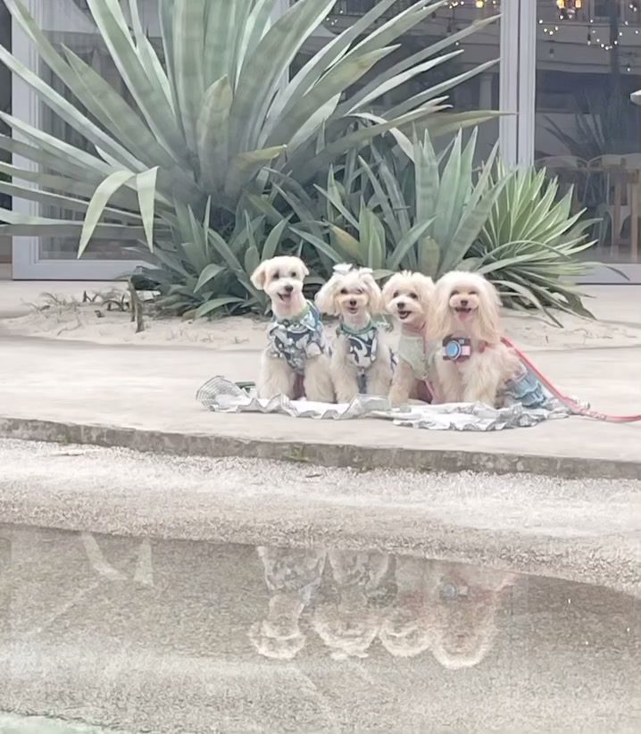 可愛いがいっぱい🩷仲良しマルプー🐶🐶🐶🐶
