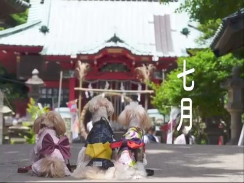 今日から七月です