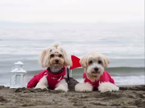 海シリーズ最後は…砂浜でビーチフラッグ🚩のトレーニン…