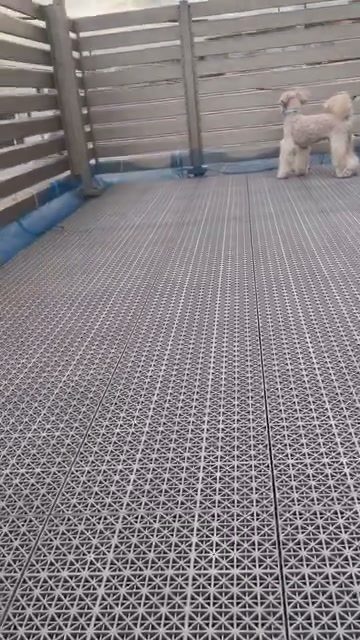 毎日暑くて…お散歩🐾もなかなか難しいです