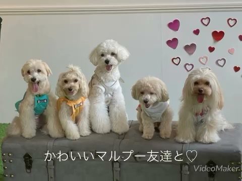 可愛いマルプーのお友達と久しぶりに遊んだよ♡
