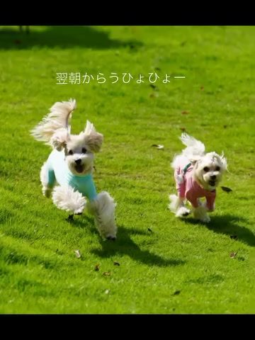翌朝もうひょひょー全開の🐶🐶🐶でした
