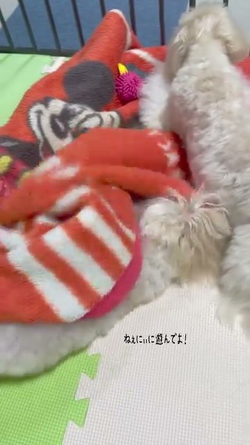 かまちょレモン