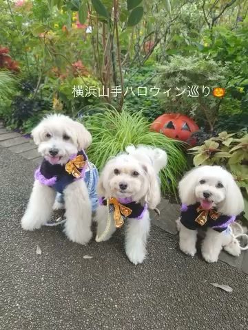 大好きなお友達と一緒に🎃巡りの横浜山手方面散歩🐾に…