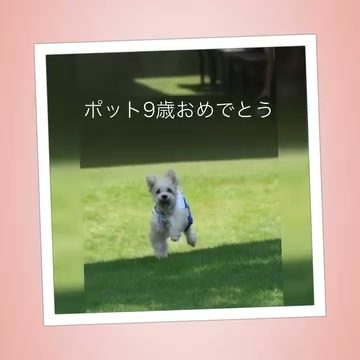 今日は2024.10.25は我が家の大切なポットの9歳…