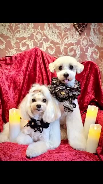 Happy Halloween🎃🖤💜🧡今月✂️…