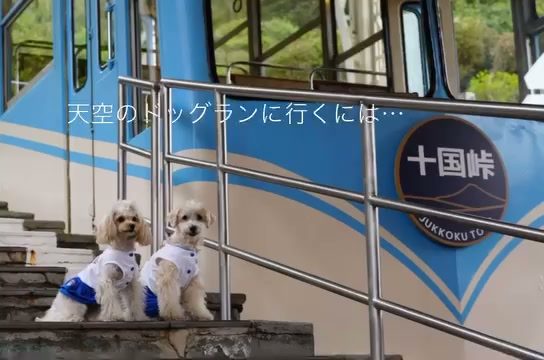 うひょひょーをした天空のドッグに行くには…そうこのケー…