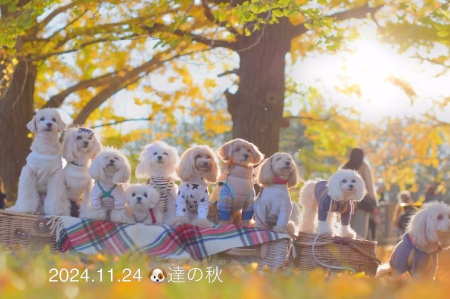 2024.11.24 かわいい🐶集合🙌🙌