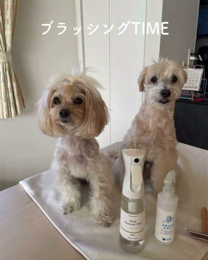 ✨ポット＆レモンのブラッシングTIME✨