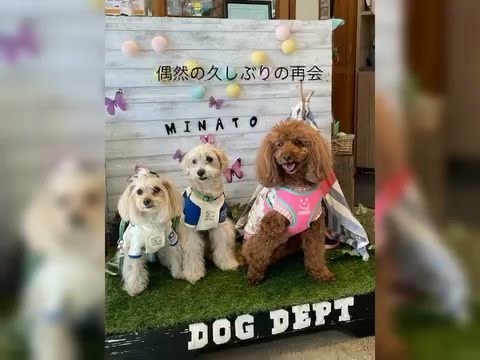 懐かしい友達🐶会えました♡