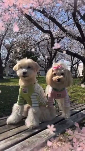 🌸が満開と思っていたら…🌸が散り始めた…