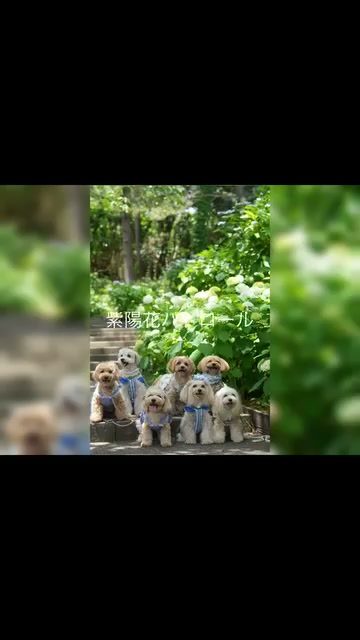 先日可愛いマルプーちゃん達と紫陽花パトロールへ