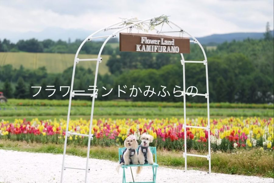 フラワーランドかみふらのNO2  10万㎡の花畑越しに…
