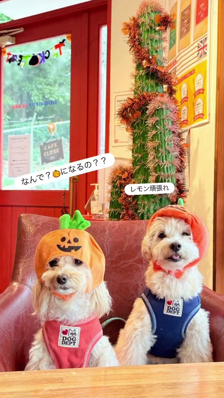 先日　@dogdept_yokohamaminato …