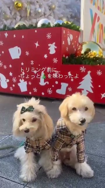 11月24日のトリミングday♡