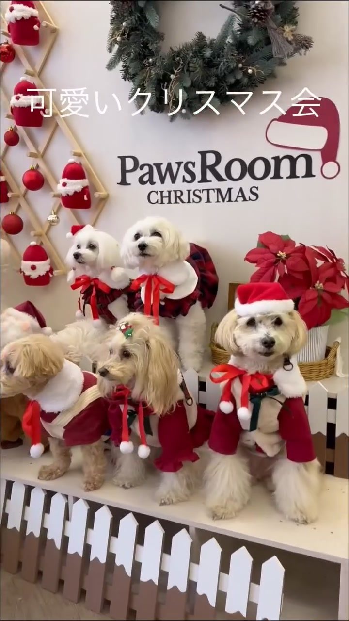 可愛い🐶達のクリスマス会🎄part1