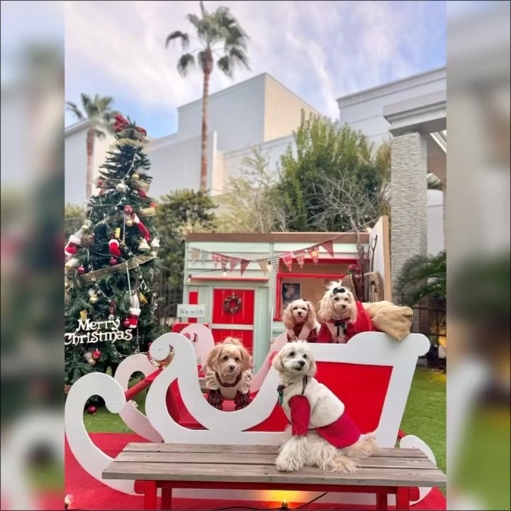 2025.12.26今年最後の🐶友達とのお出掛け♡