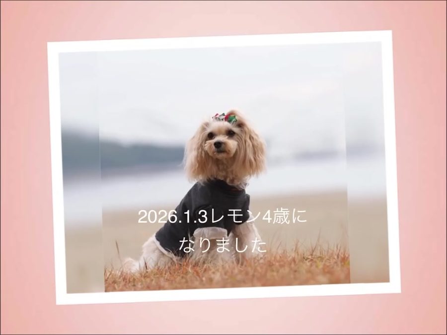 2026年1月3日✨レモンの4歳のお誕生日✨