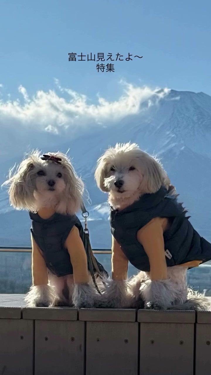 レモンのお誕生日旅行記録最後は…富士山🗻編