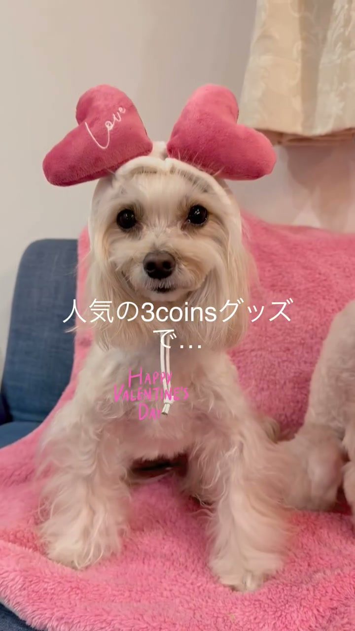 valentine's day♡