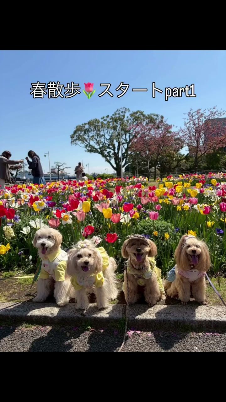 春散歩🐾♡昨年の秋ご一緒してし春もってお約束してたの…