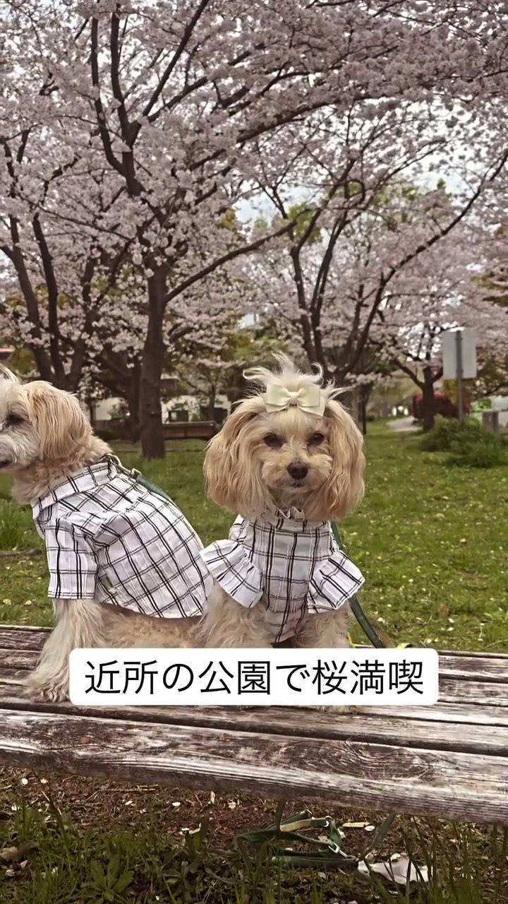 毎年🌸を求めてお出掛けしたけど今年はポットの病気が発…