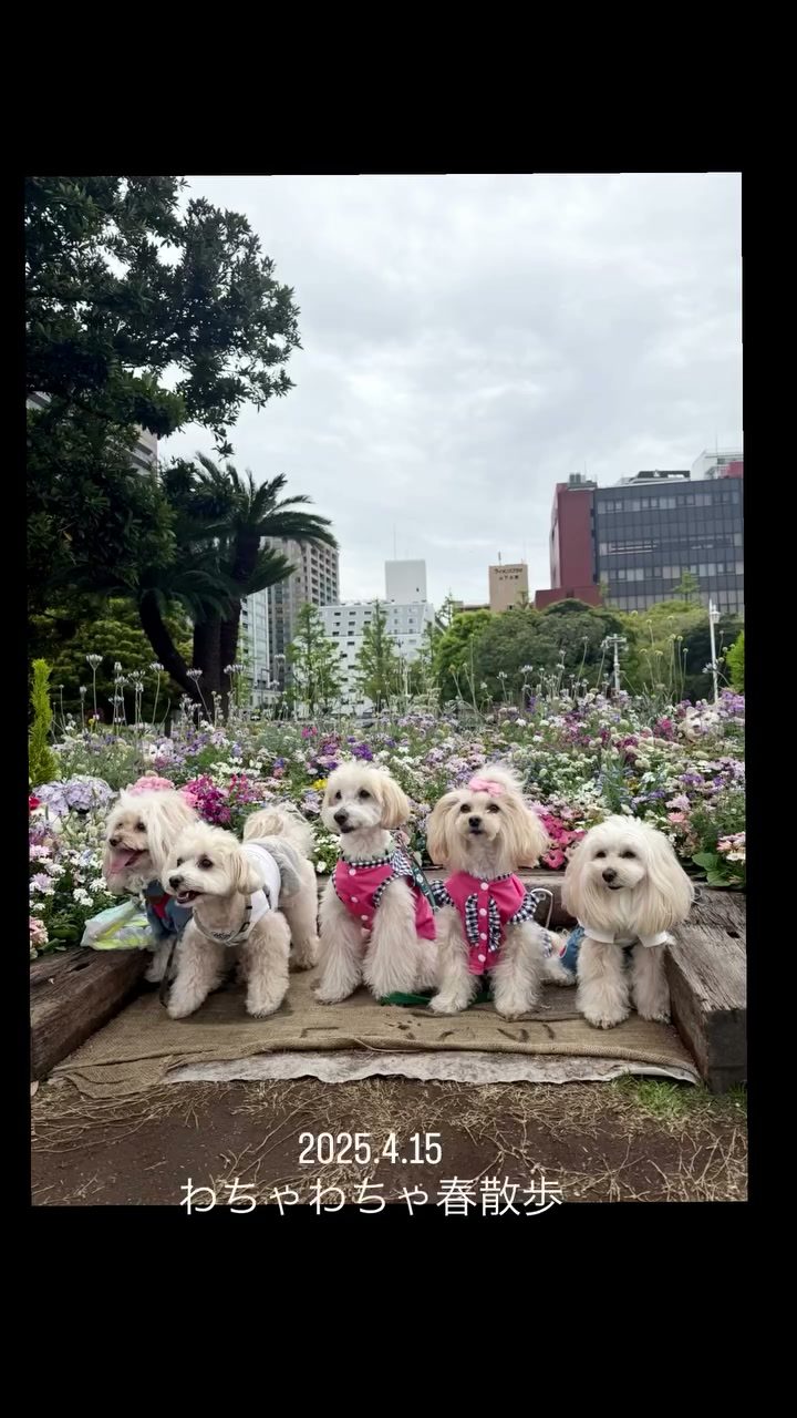 先日久しぶりに大好きなお友達とわちゃわちゃお散歩🐾