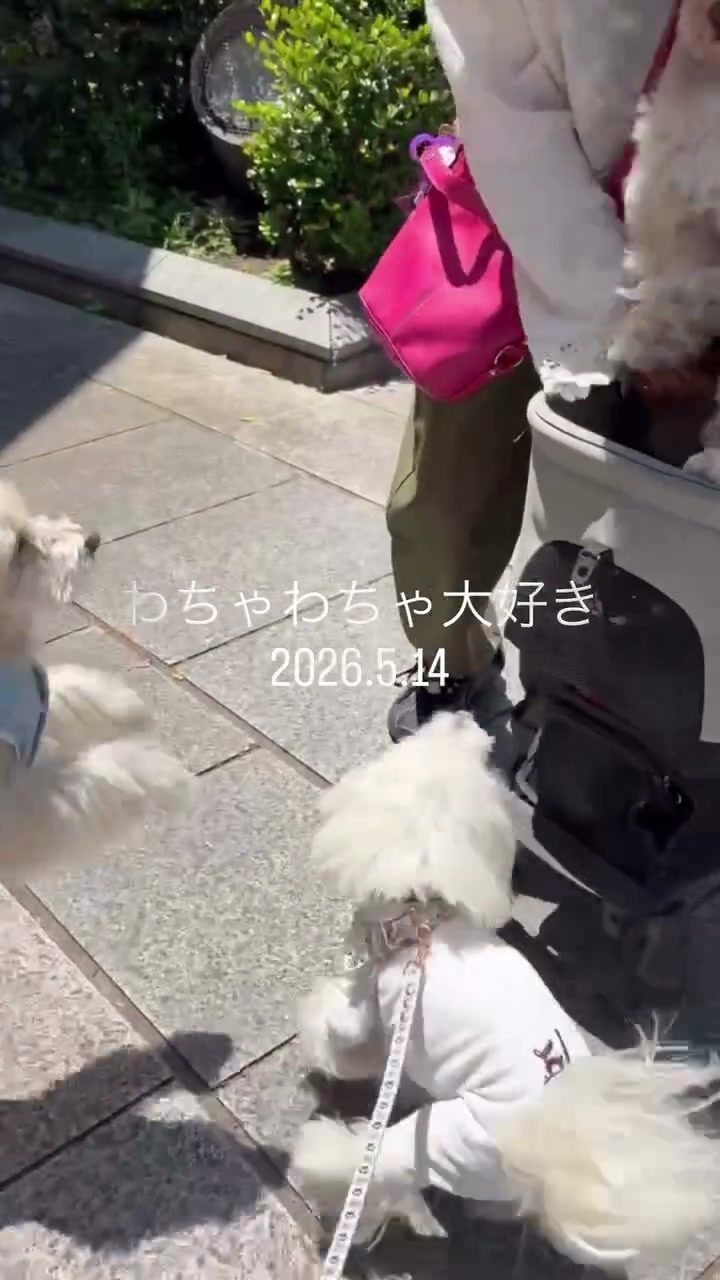 先週は🐶友達がポットに会いに来てくれた🙌急にバタバ…