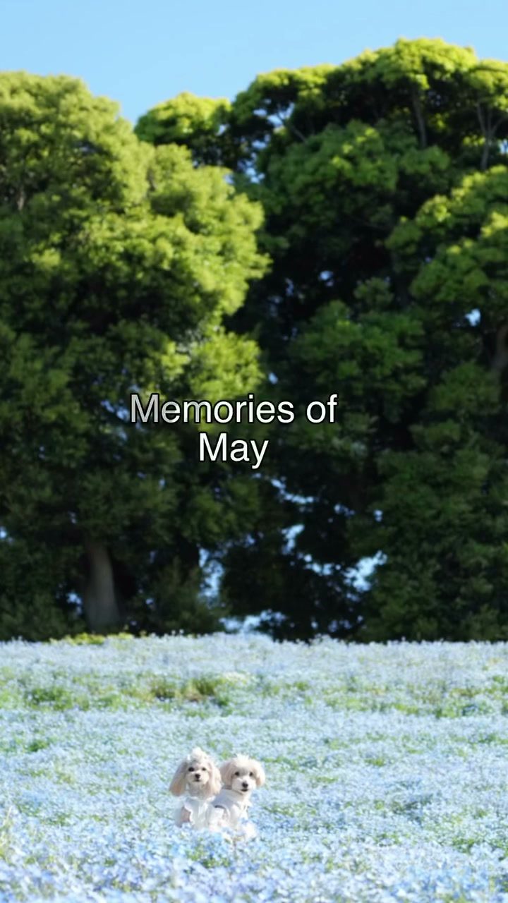 気がつくと5月も終盤💦