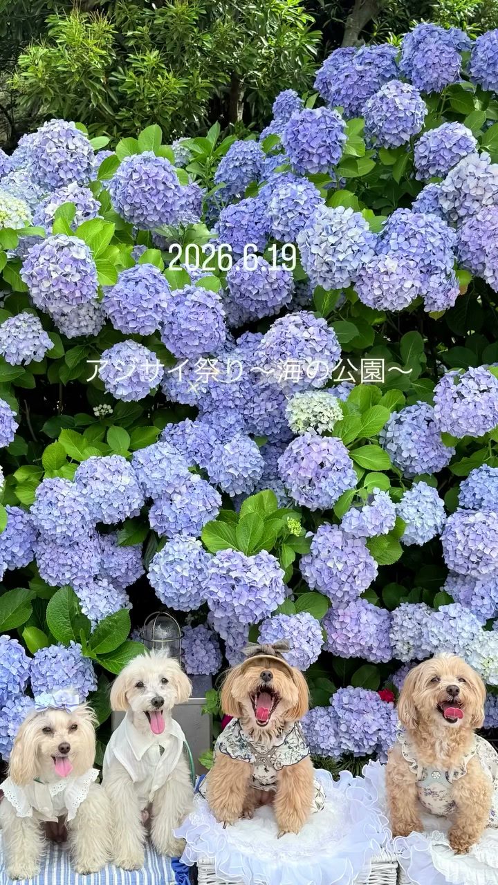 今年も無事に参加できた🙌一緒に紫陽花が見れたね♡良か…